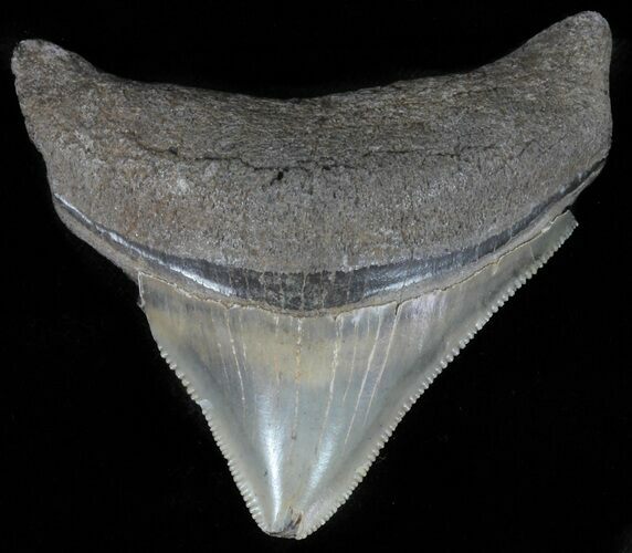 Serrated, Juvenile Megalodon Tooth - Georgia #61716